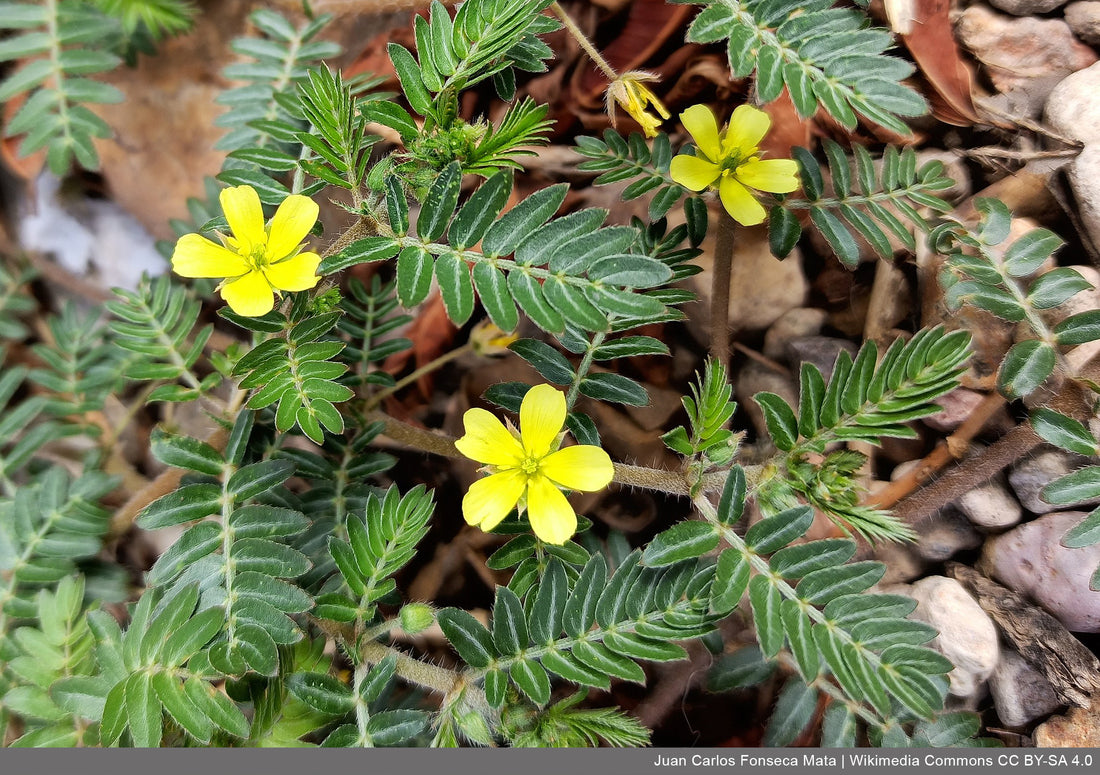 What are the Health Benefits of Gokshura?
