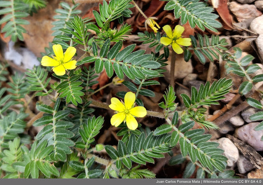 What are the Health Benefits of Gokshura?