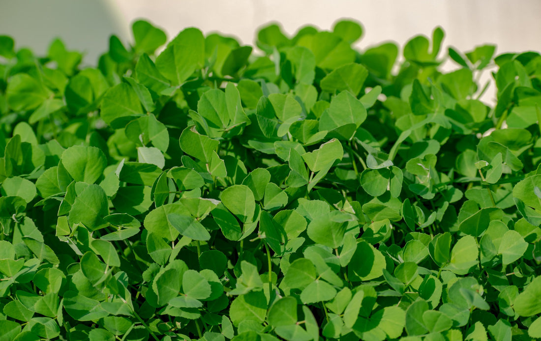 The Amazing Health Benefits of Fenugreek
