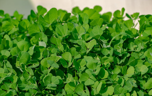 The Amazing Health Benefits of Fenugreek