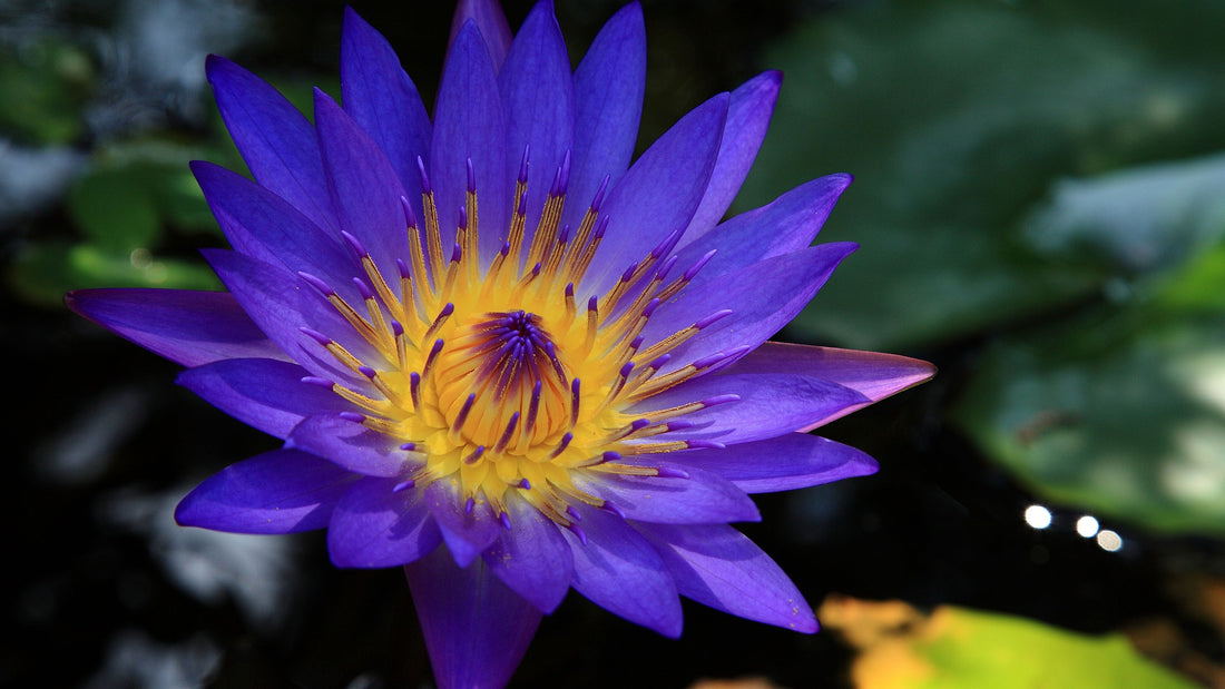 Ayurvedic Alternatives to Blue Lotus Tea