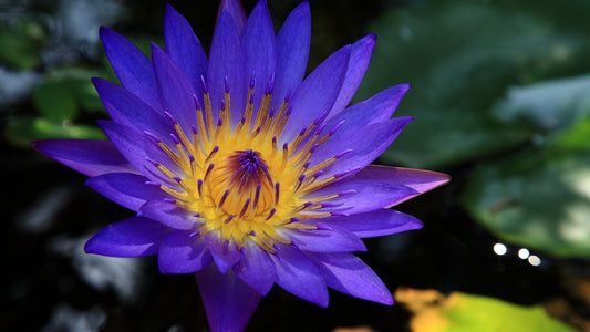 Ayurvedic Alternatives to Blue Lotus Tea